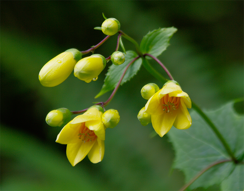 キレンゲショウマ 花図鑑 五十音順 花図鑑 白馬五竜高山植物園