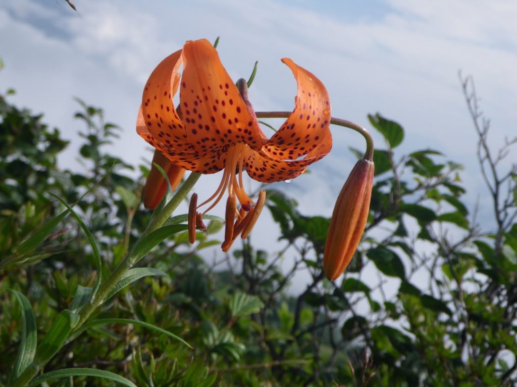 コオニユリ 花図鑑 五十音順 花図鑑 白馬五竜高山植物園