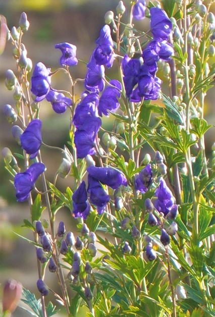 中国産トリカブト 花図鑑 五十音順 花図鑑 白馬五竜高山植物園