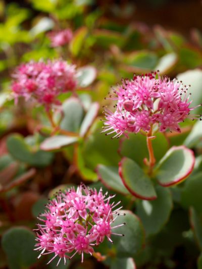 ヒダカミセバヤ 花図鑑 五十音順 花図鑑 白馬五竜高山植物園