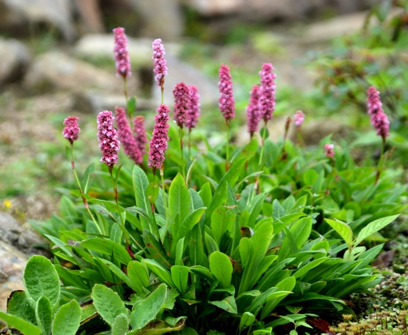 ヒマラヤトラノオ 花図鑑 五十音順 花図鑑 白馬五竜高山植物園