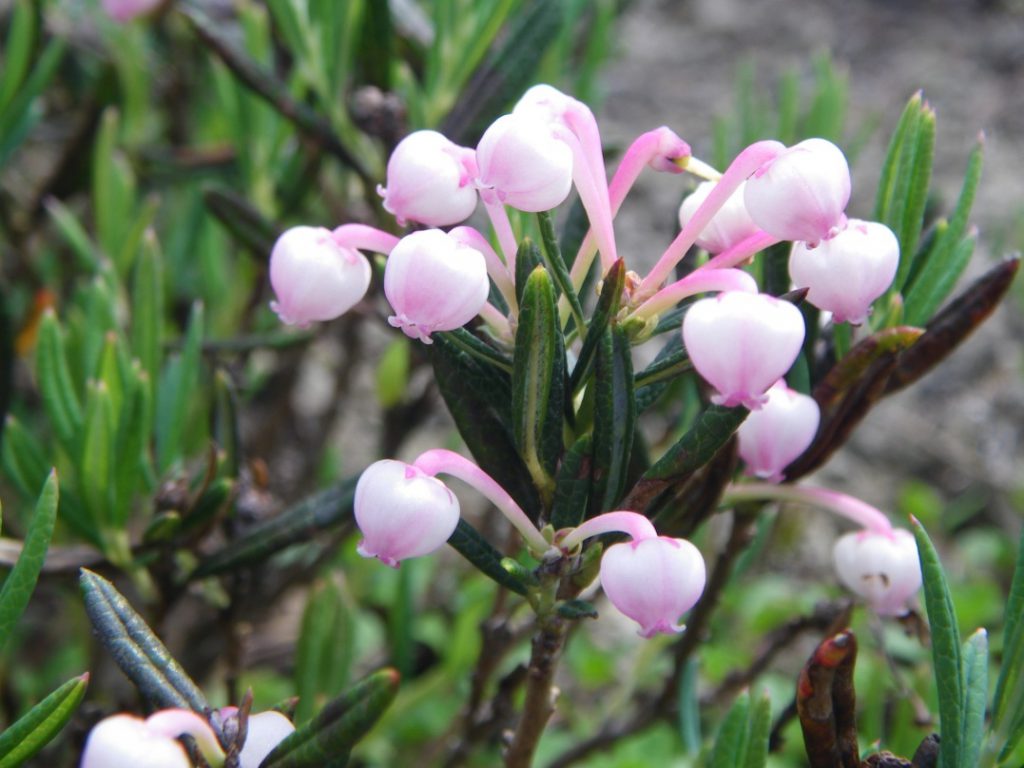 ヒメシャクナゲ 花図鑑 五十音順 花図鑑 白馬五竜高山植物園