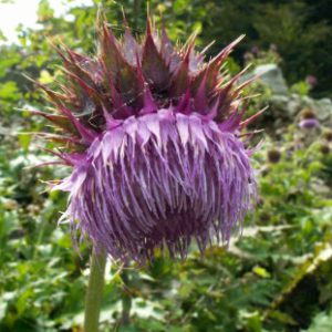 フジアザミ 花図鑑 五十音順 花図鑑 白馬五竜高山植物園