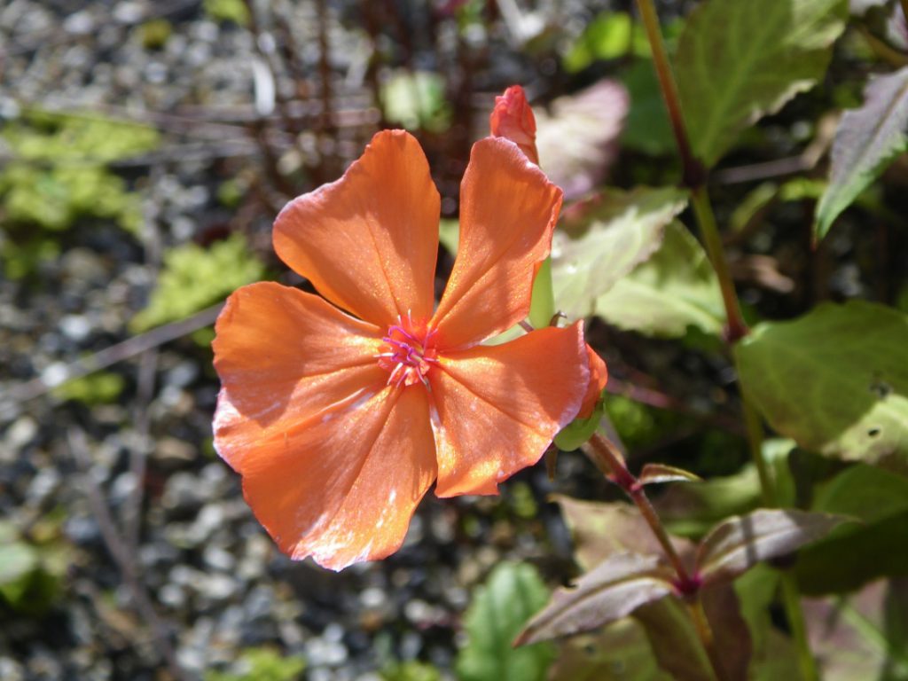 フシグロセンノウ 花図鑑 五十音順 花図鑑 白馬五竜高山植物園