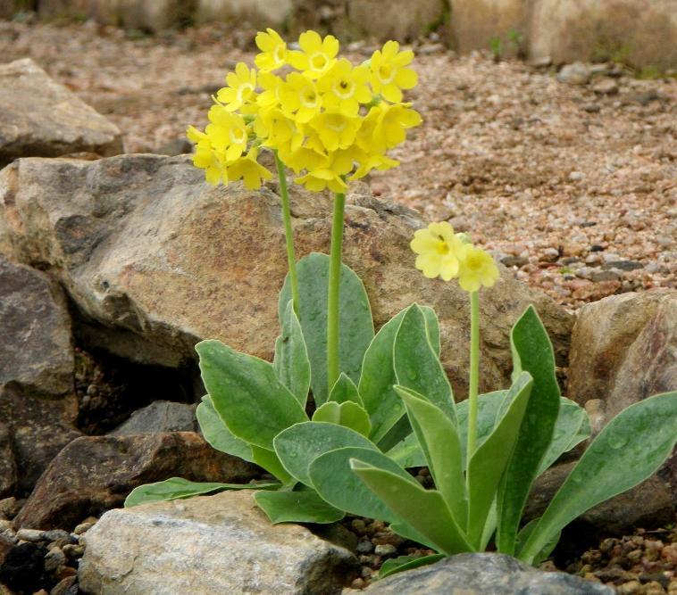 プリムラ オーリキュラ 花図鑑 五十音順 花図鑑 白馬五竜高山植物園