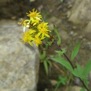 ミヤマアキノキリンソウ