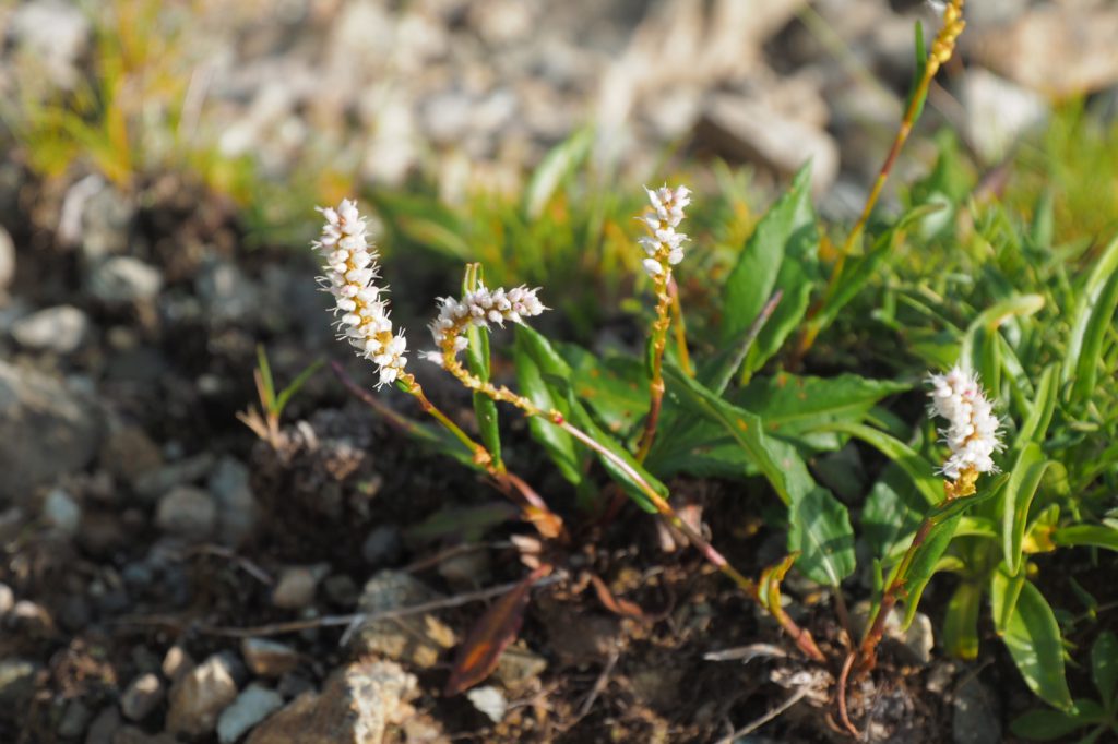 ムカゴトラノオ 花図鑑 五十音順 花図鑑 白馬五竜高山植物園