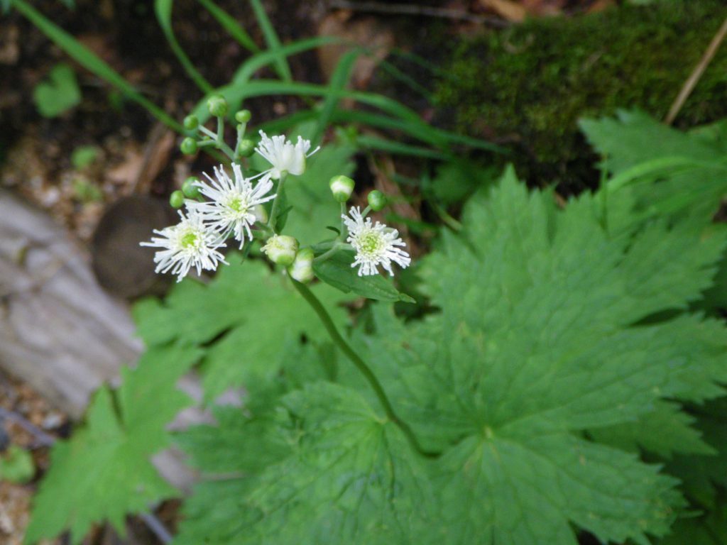 モミジカラマツ 花図鑑 五十音順 花図鑑 白馬五竜高山植物園