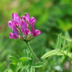 ら行の植物 花図鑑 五十音順 花図鑑 白馬五竜高山植物園