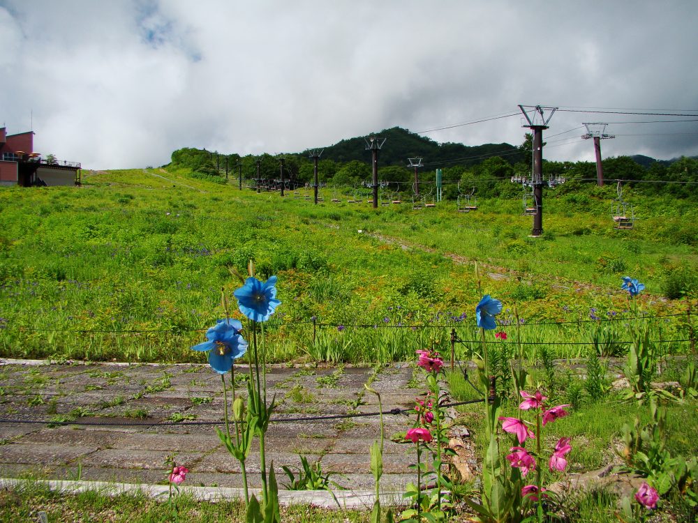 2016年6月28日号