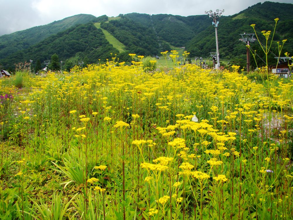 2016年8月17日号