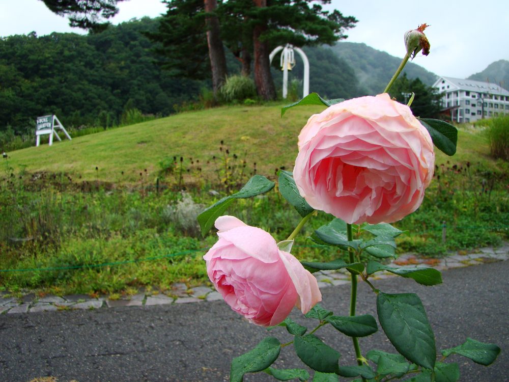 2016年9月22日号