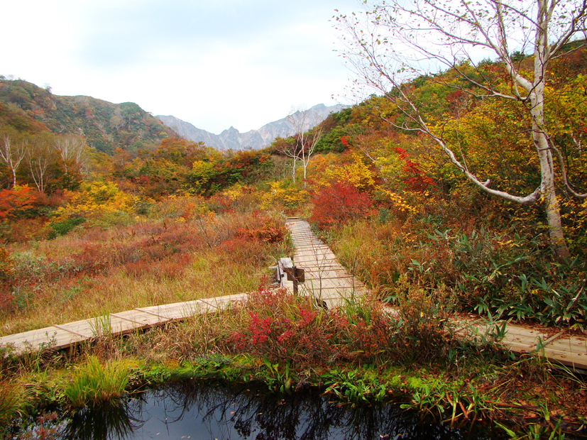 ＆紅葉便り2016年10月6日号