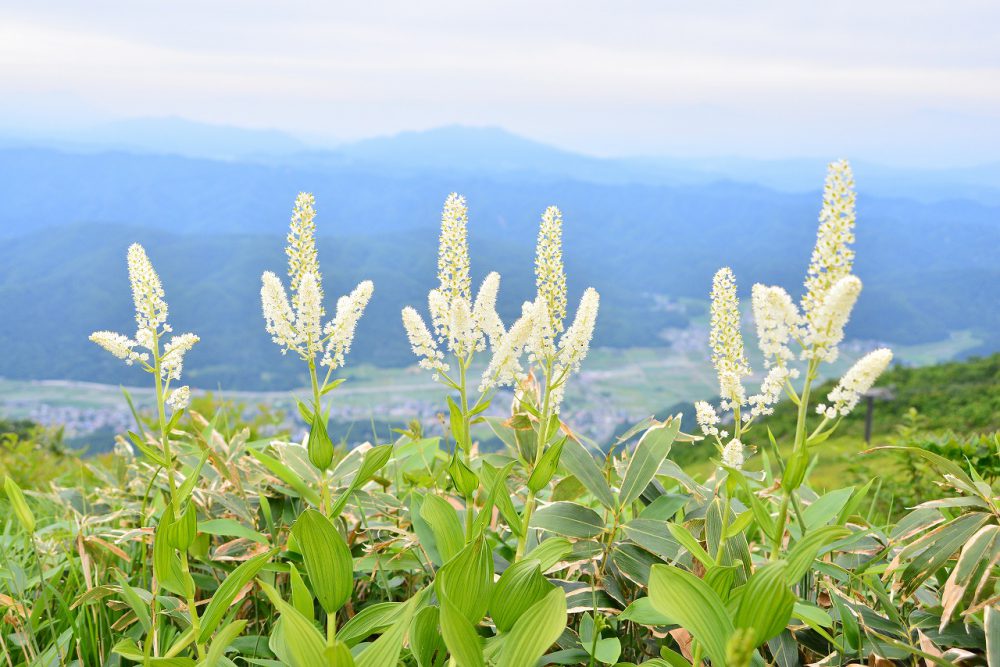 2018年6月27日号