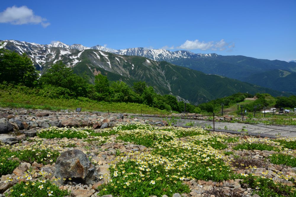 開園直前ー2018年6月14日号