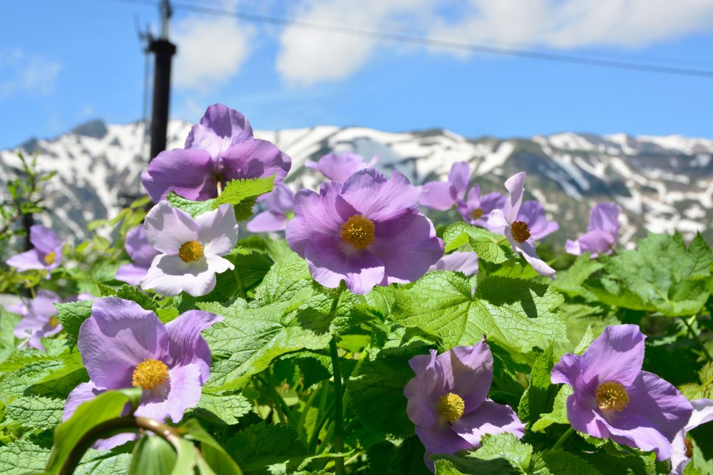 開園直前ー2018年6月14日号