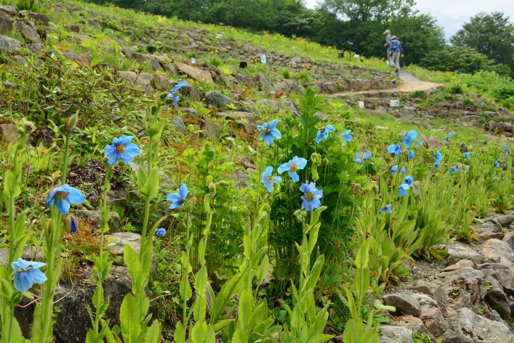 2018年6月27日号