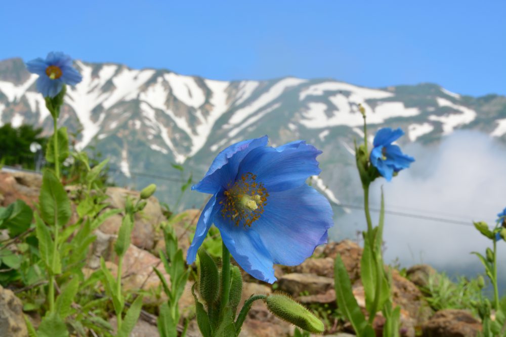 2018年7月3日号