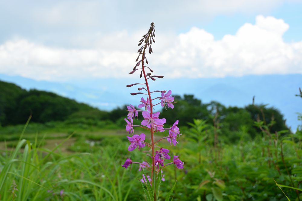 2018年7月24日号