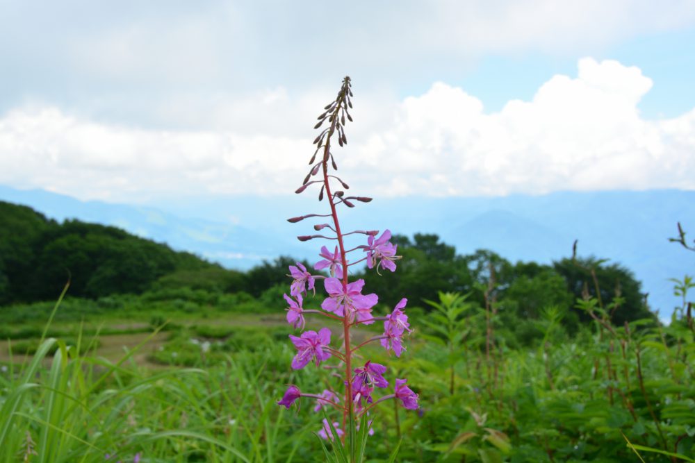 2018年7月18日号