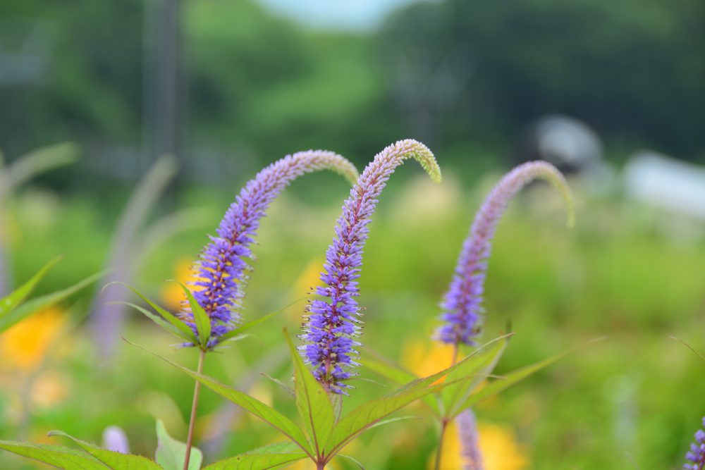 2018年7月31日号