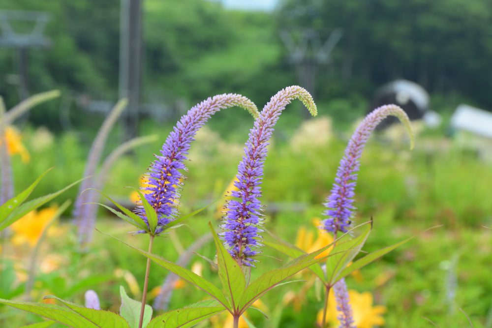 2018年7月24日号