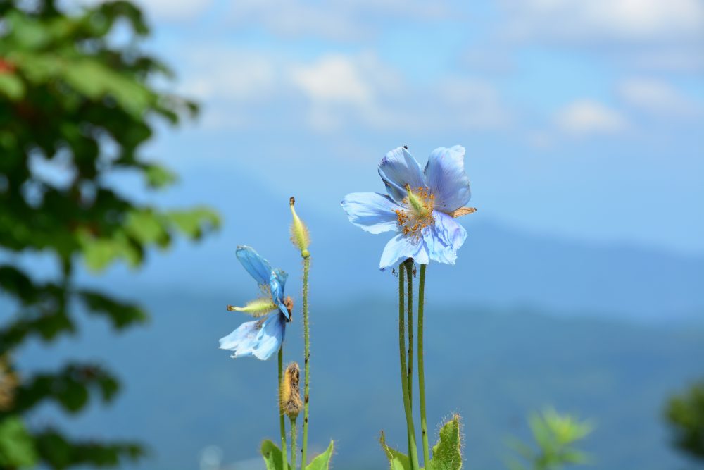 2018年7月31日号