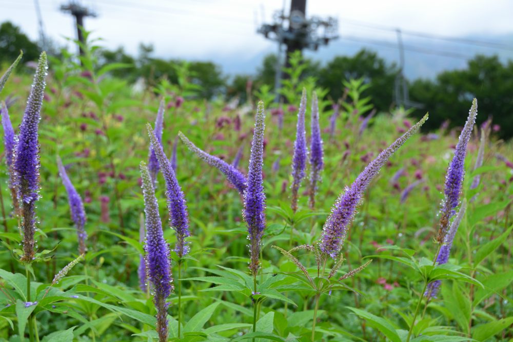 2018年8月15日号