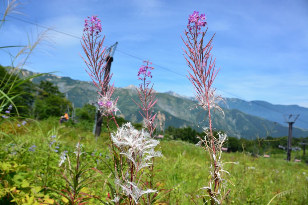 2018年8月22日号