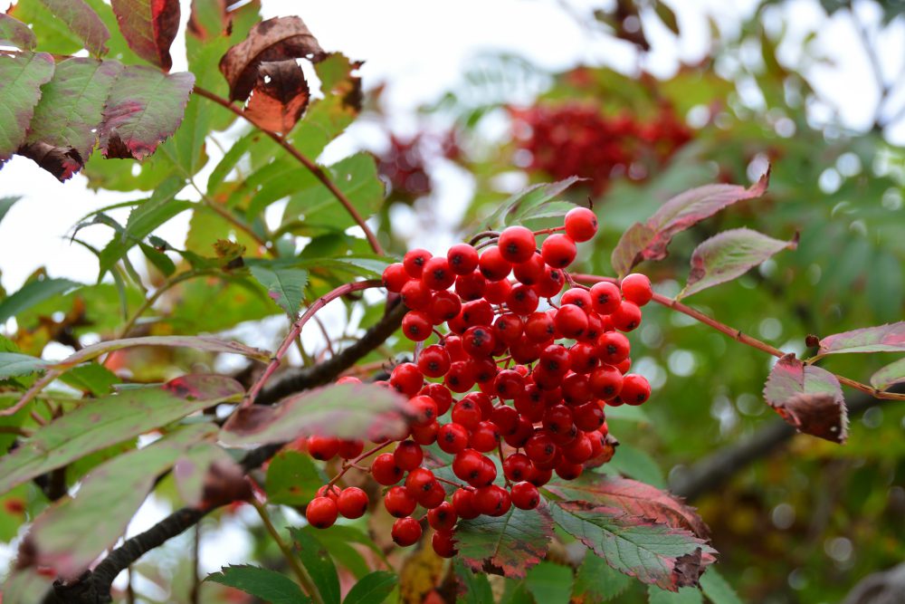 2018年9月26日 紅葉情報号