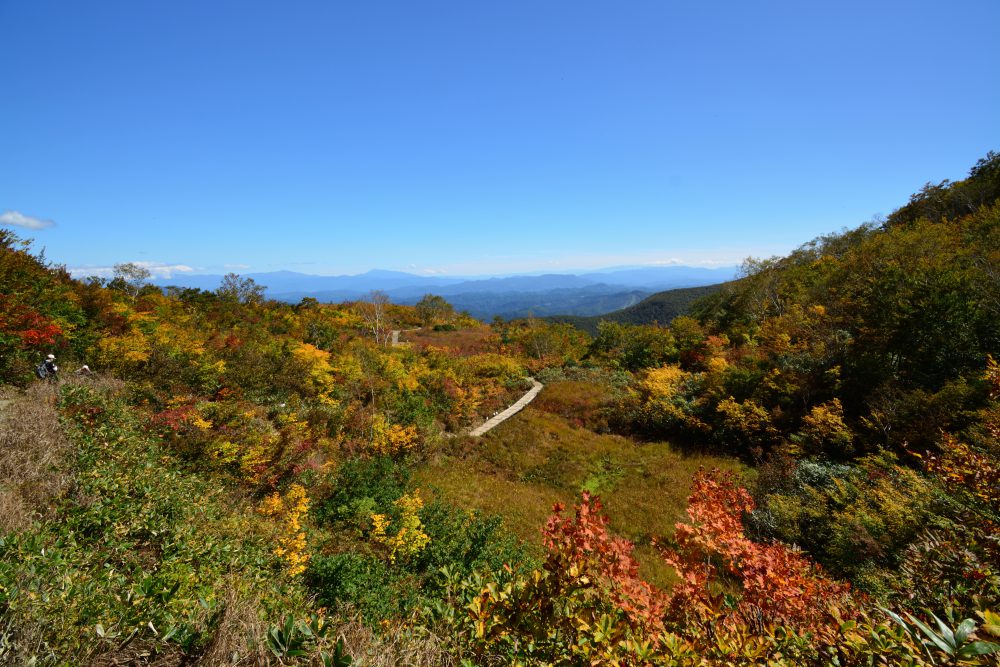 2018年10月3日 紅葉情報号