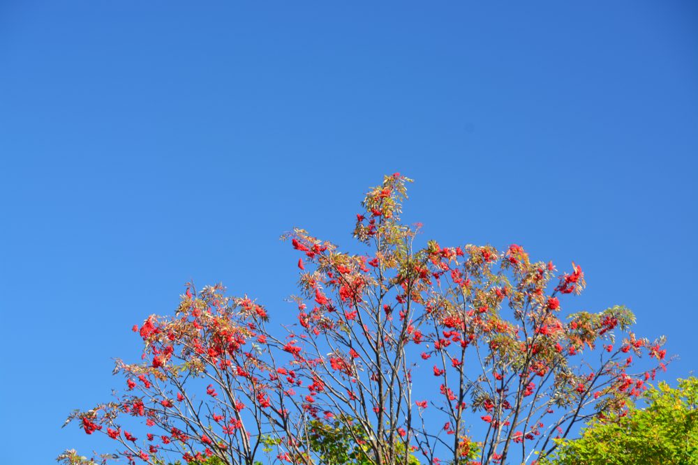 2018年10月3日 紅葉情報号