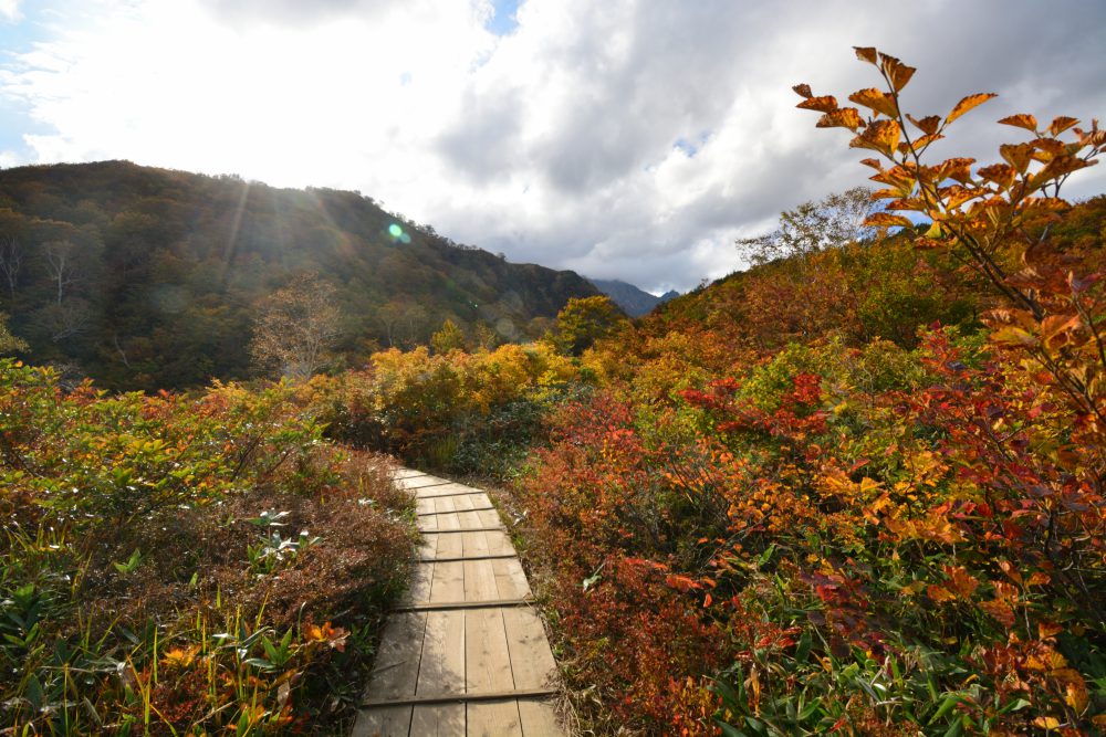 2018年10月3日 紅葉情報号