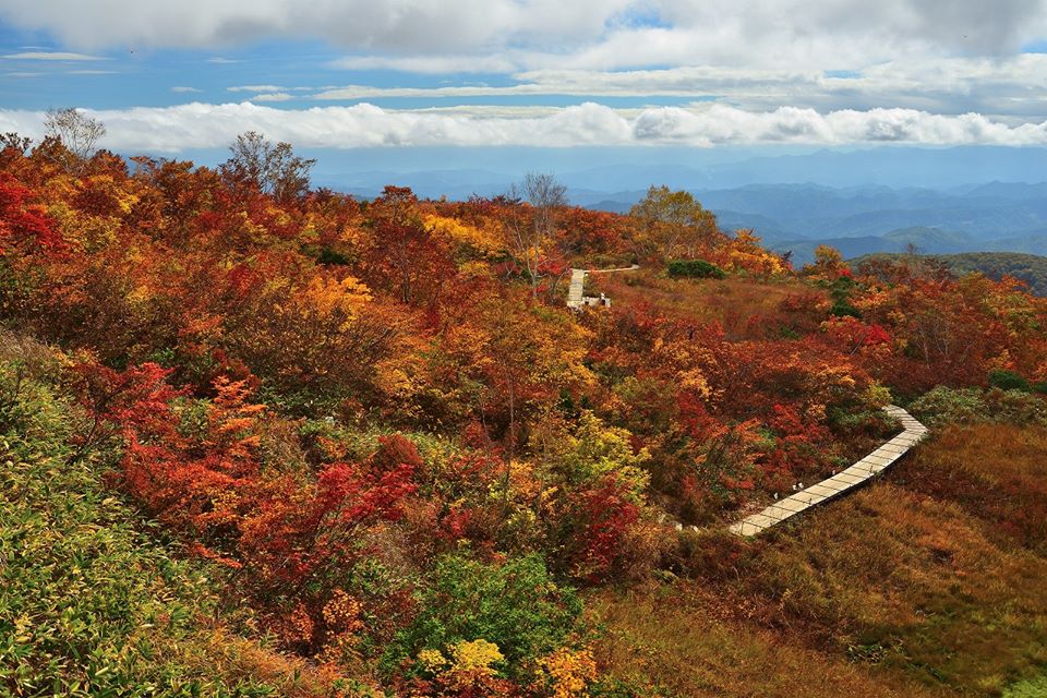 2018年10月9日 紅葉情報号