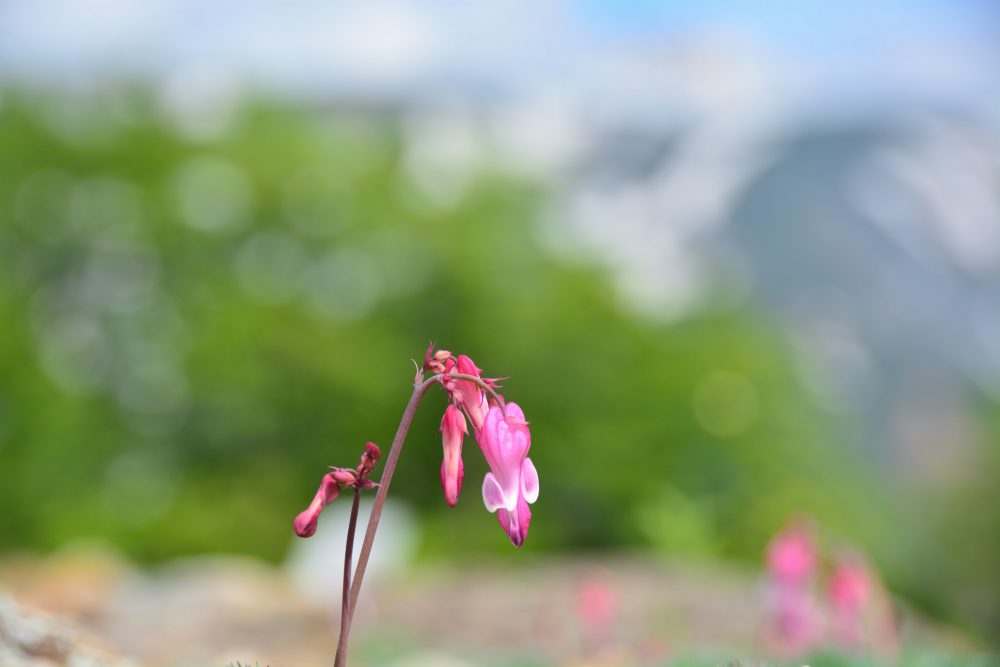 2019年6月14日号 開園直前号