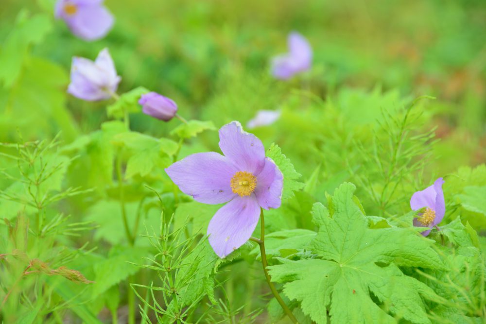 2019年6月19日号