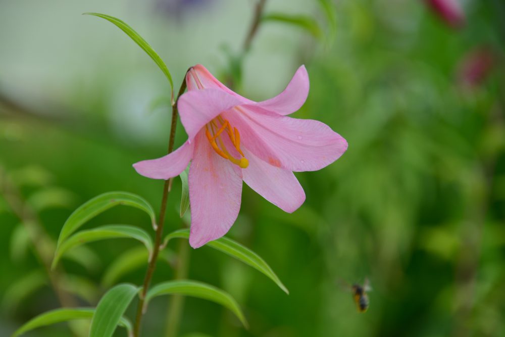 2019年7月10日号