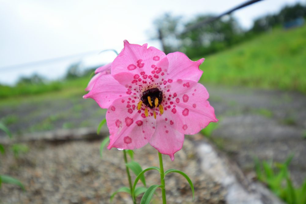 2019年7月10日号