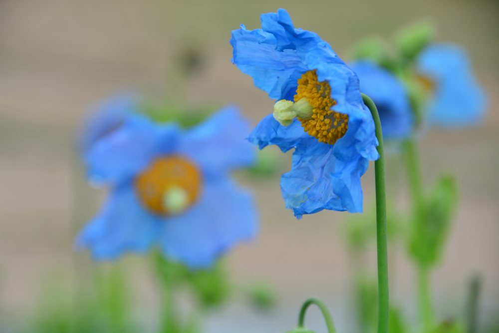 19年7月17日号 週刊花便り 花図鑑 白馬五竜高山植物園