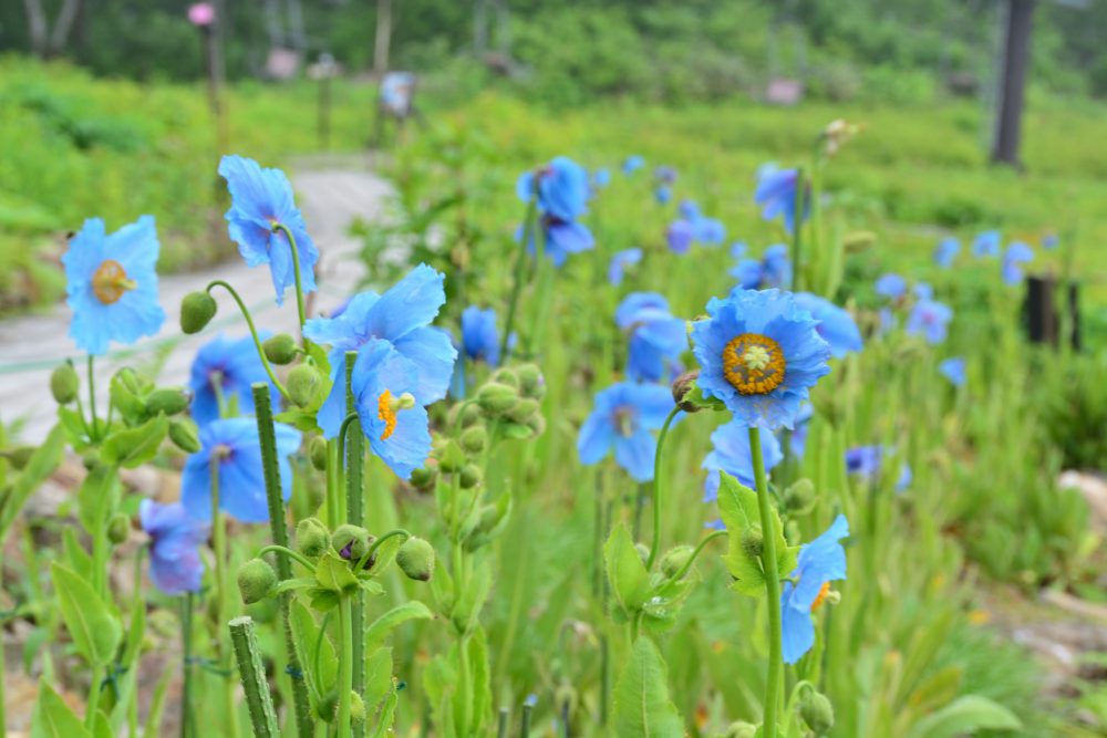 2019年7月10日号