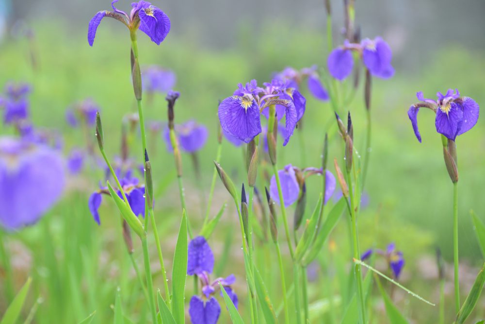 2019年7月17日号