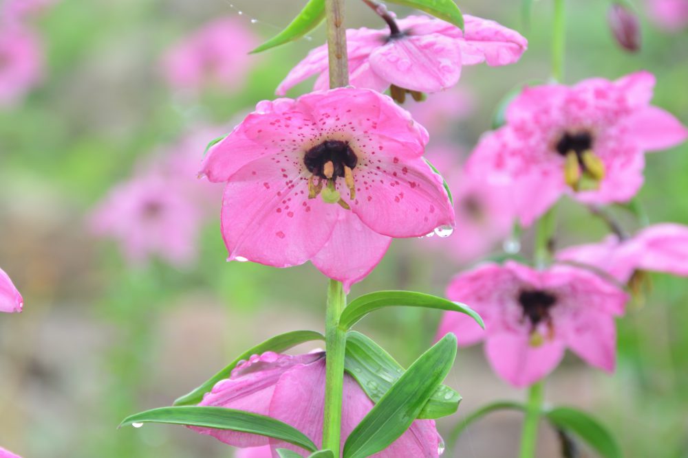 2019年7月17日号