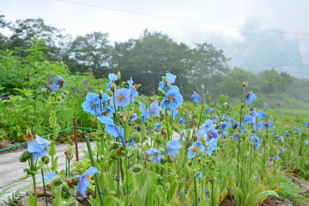 2019年7月17日号