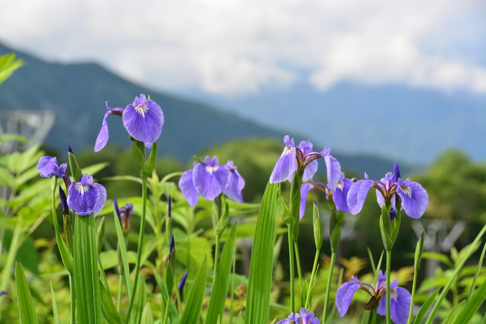 2019年7月31日号