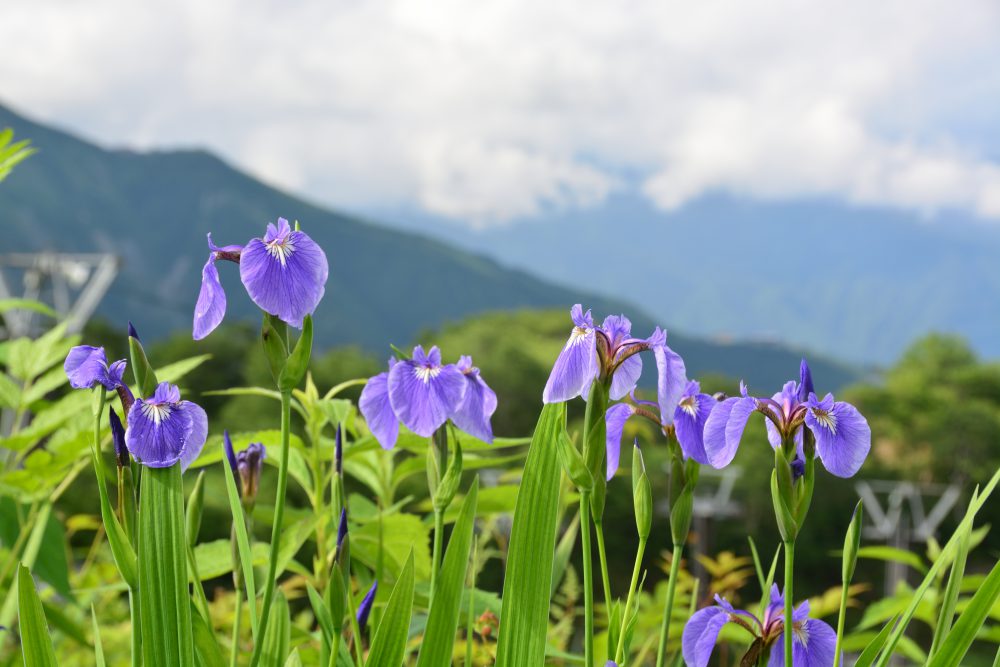 2019年7月24日号