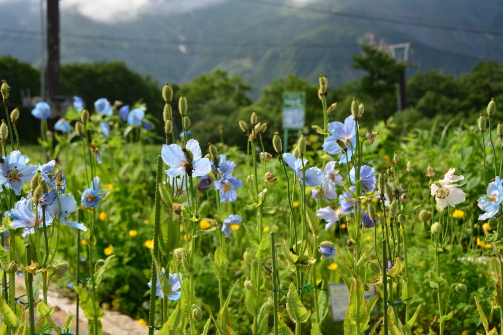 2019年7月24日号