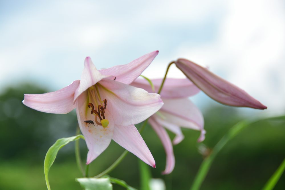 2019年7月24日号