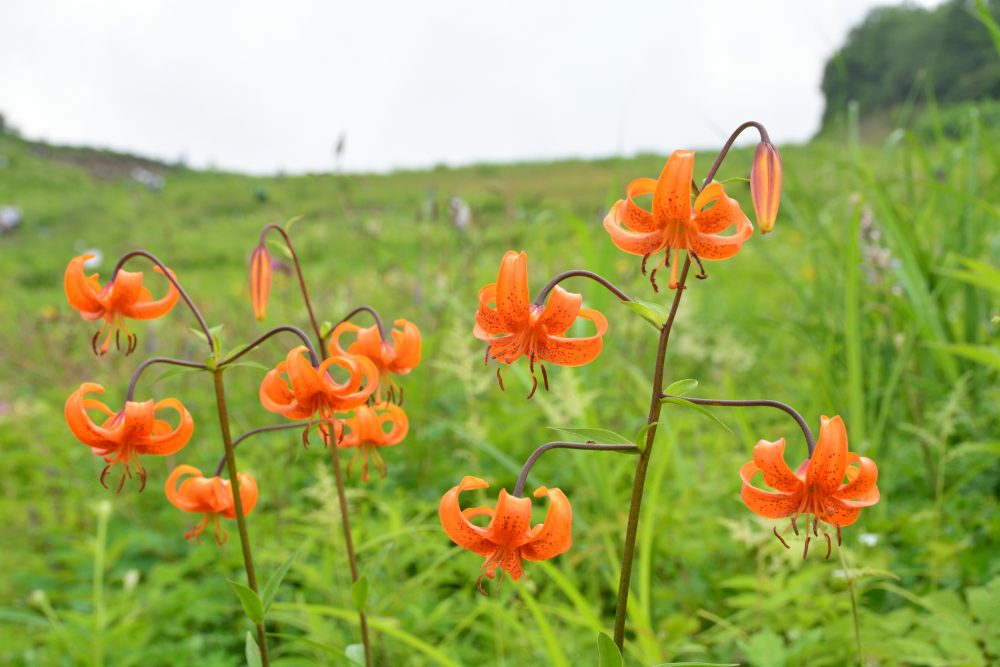 2019年7月31日号