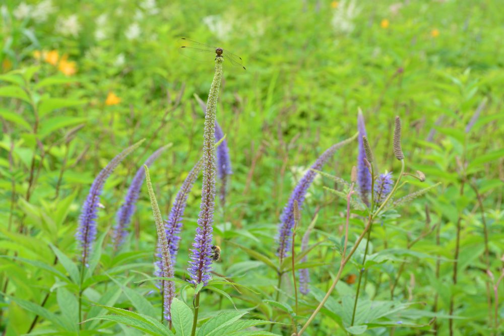 2019年7月31日号