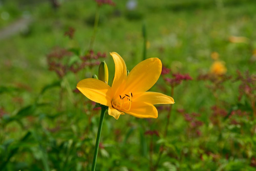 2019年7月31日号